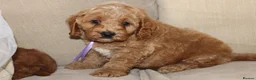 American Cocker Spaniel dogs for sale: American Cockapoo Puppies – Health Tested Parents - Advert 8