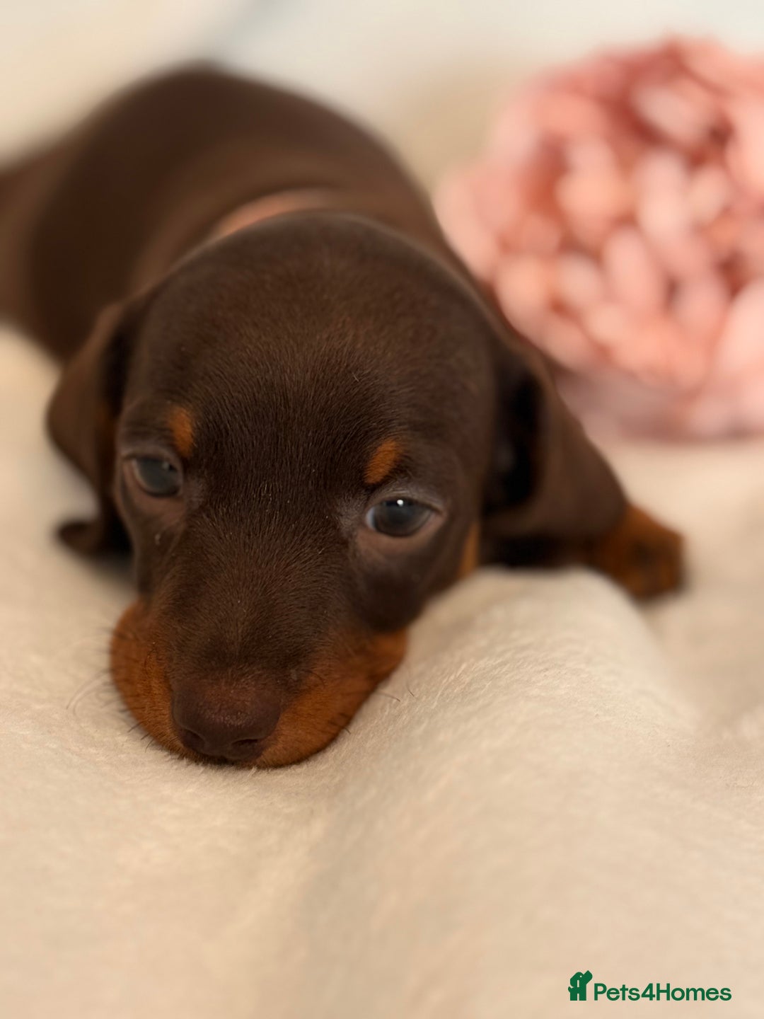 Miniature Dachshund dogs for sale: Stunning miniature dachshunds - tiny parents  - Image 3