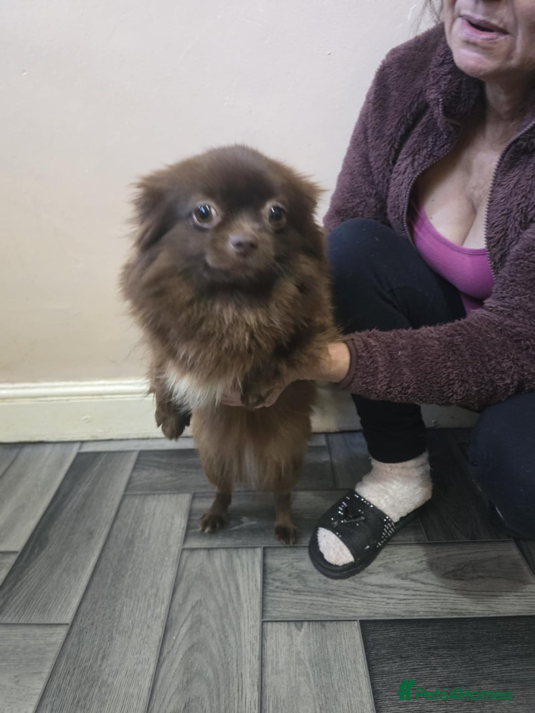 Miniature Dachshund dogs for sale: Miniature dachshund,pomeraniai - Advert 3