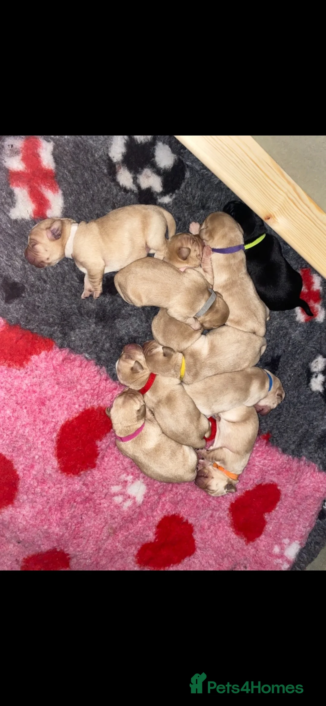 Labrador Retriever dogs for sale: 10 beautiful Labradors for sale  in Blackburn - Advert 9