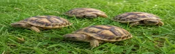 Hermann Tortoise reptiles for sale: Horsefield baby Tortoises - Advert 2