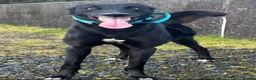 Lurcher dogs for stud: Lurcher for stud  - Advert 8