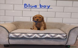 Cockapoo dogs for sale: F1 Cockapoo puppies - Advert 13