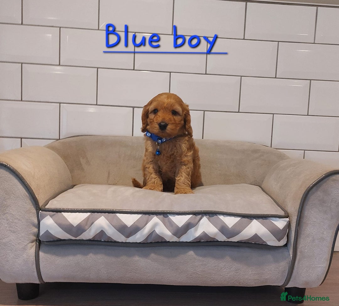 Cockapoo dogs for sale: F1 Cockapoo puppies - Advert 13