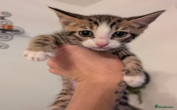 Domestic Shorthair cats for sale: Kittens for sale - Image 13