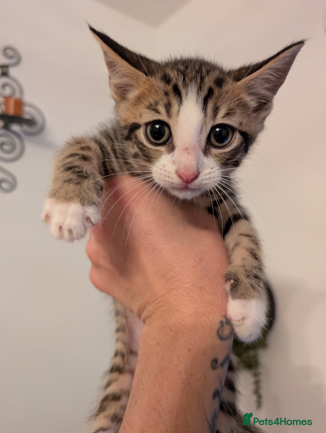 Domestic Shorthair cats for sale: Kittens for sale - Image 13