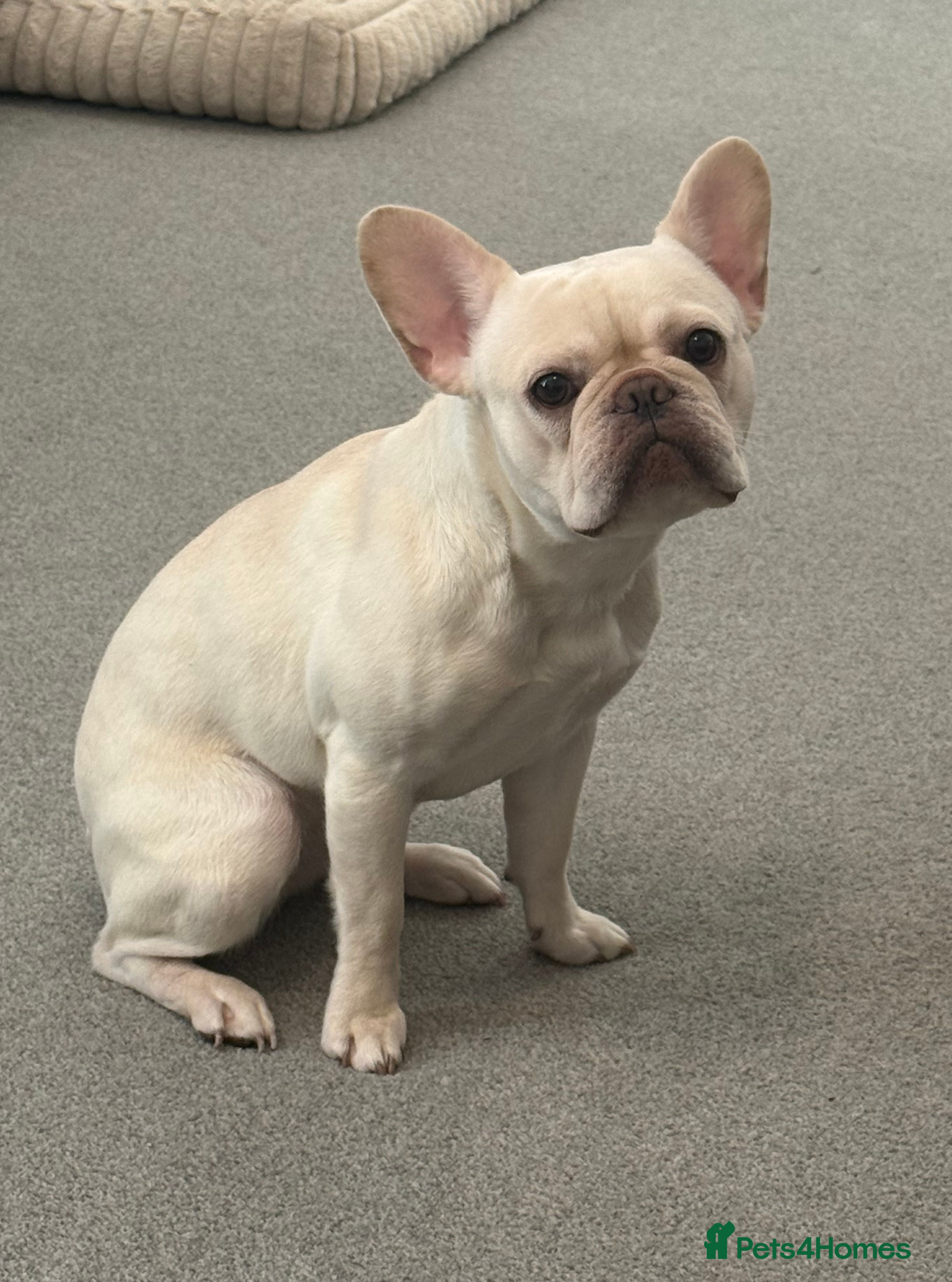 French Bulldog dogs French bulldog for sale - Advert 19