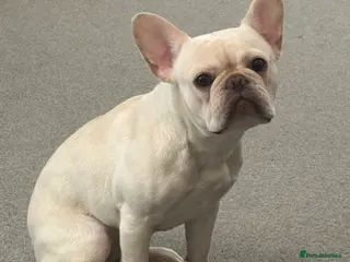 French Bulldog dogs French bulldog for sale - Advert 19