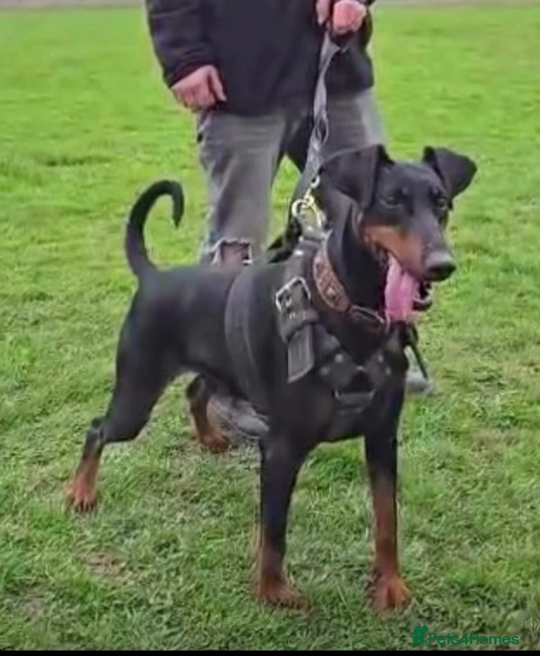 Dobermann dogs for sale: Dobermann pups - Advert 1