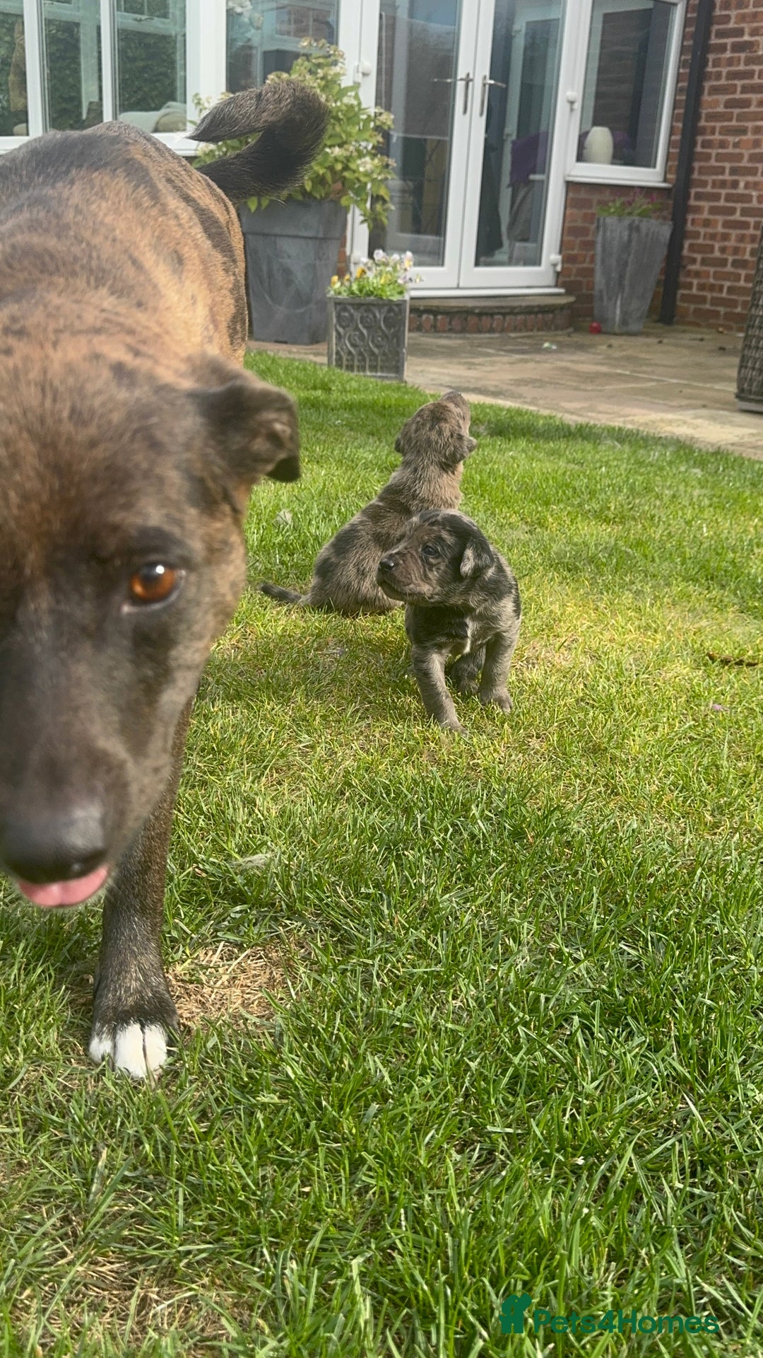 Mixed Breed dogs for sale: Puppies  - Image 2