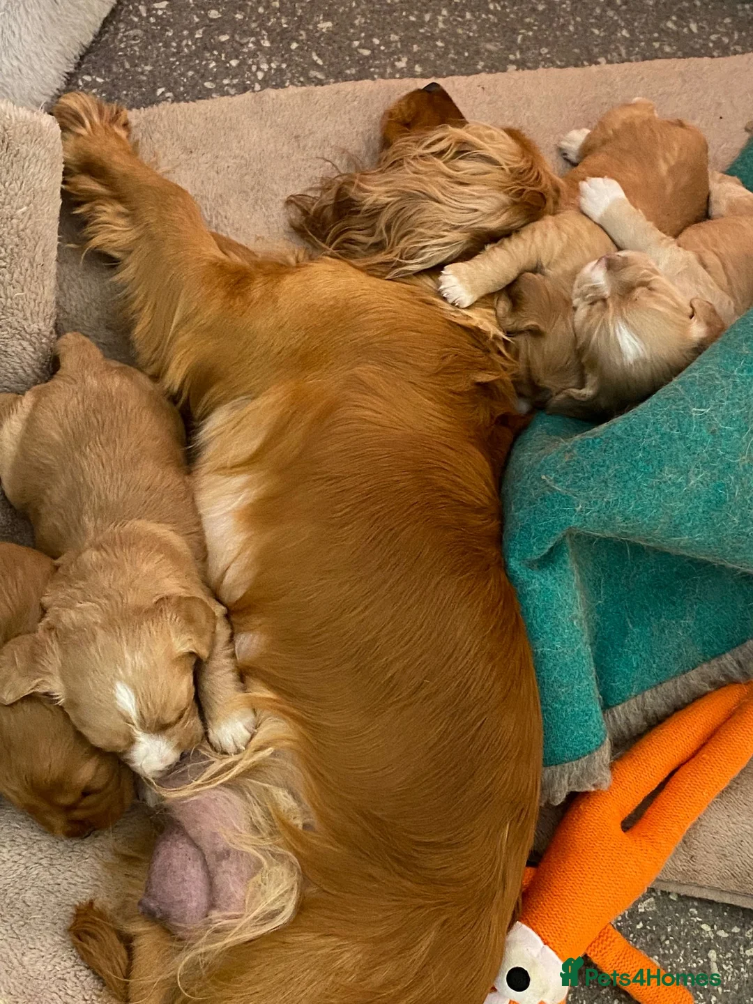 Cocker Spaniel dogs for sale: Amazing WCS PUPS 🐶 - Advert 2