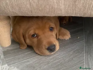 Labrador Retriever dogs Beautiful Fox Red Labrador KC Reg Puppies - Advert 17