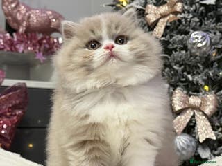 British Longhair cats Beautiful Longhair kittens - Advert 5