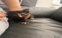 Mixed Breed cats for sale: Maximum  - Image 8