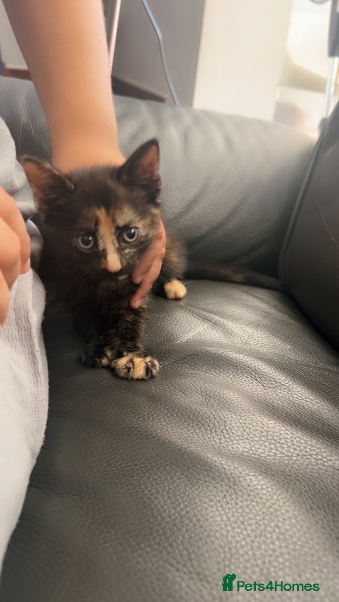 Mixed Breed cats for sale: Maximum  - Image 8