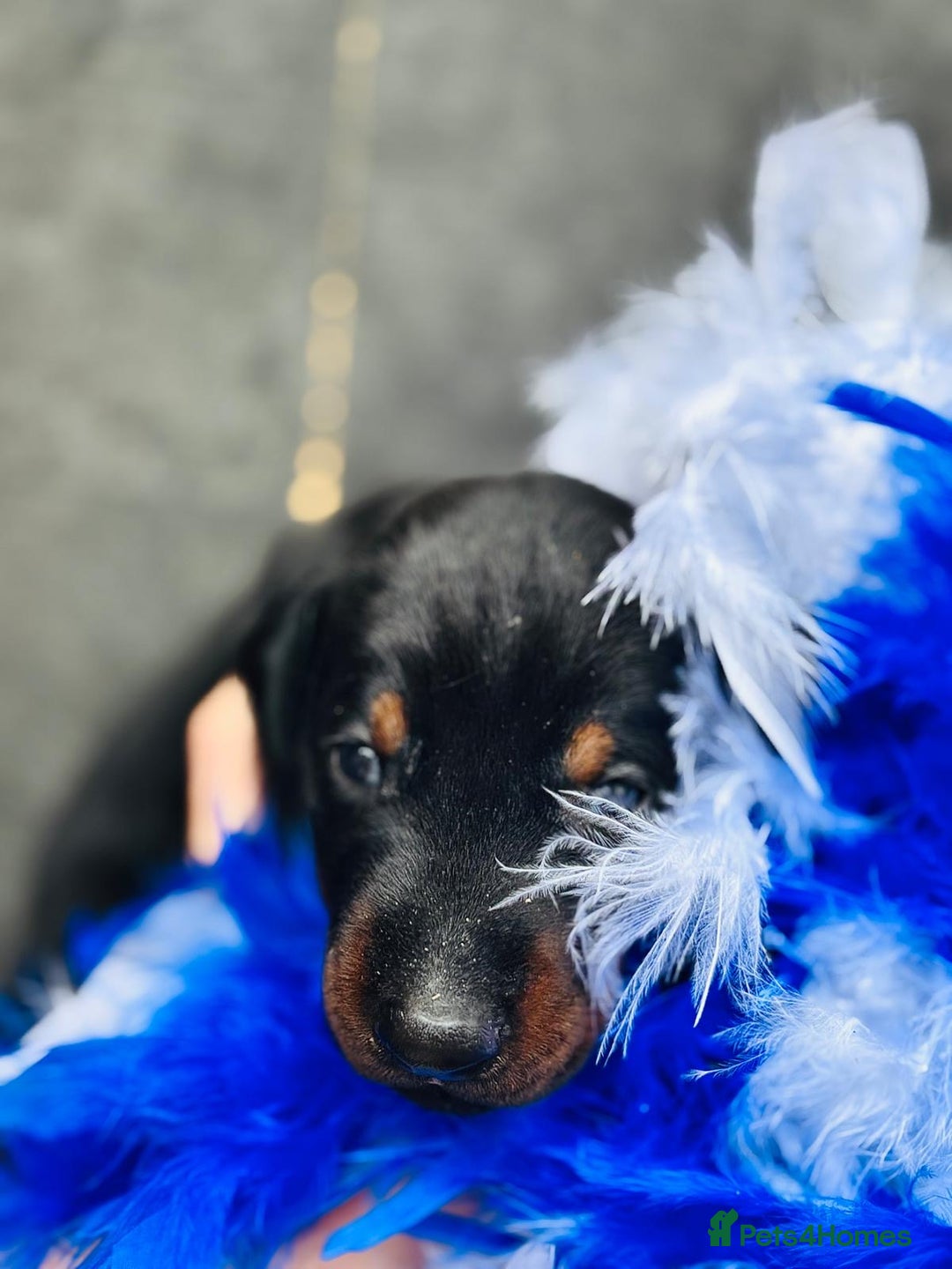 Dobermann dogs for sale: Welcoming the Disco Dobermans litter  - Image 14