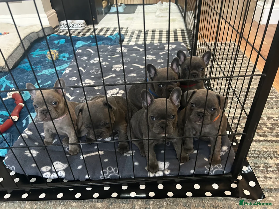 French Bulldog dogs for sale: Kc registered girl ready to go now - Advert 21