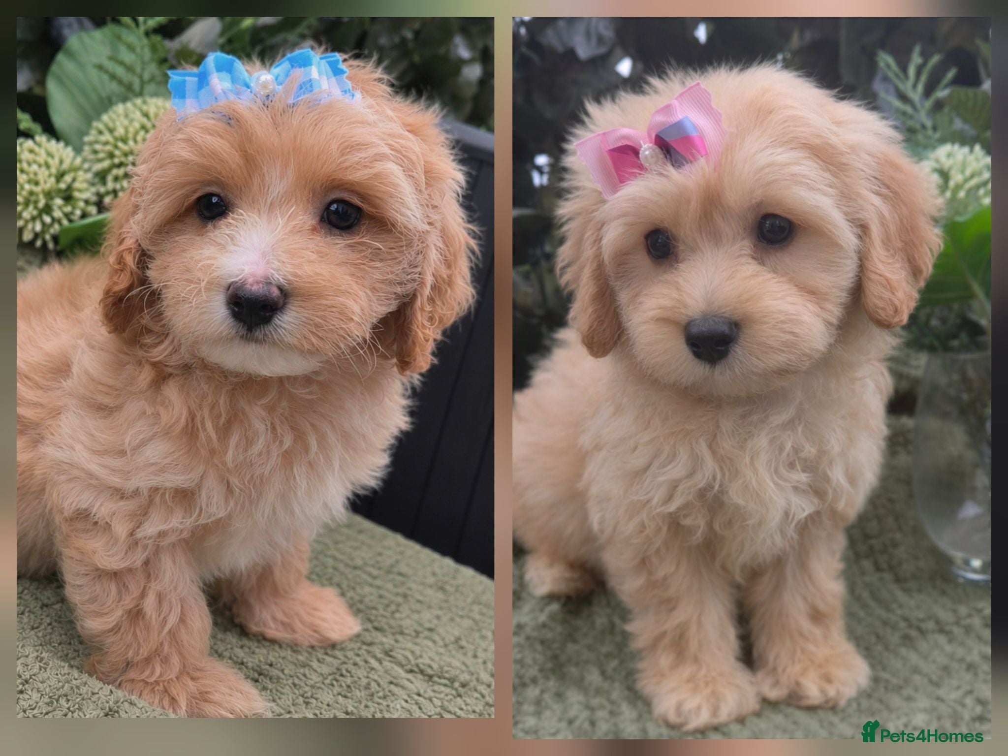 Maltipoo dogs Quality Toy Maltipoos Japan & USA CHAMPION lines  - Advert 1
