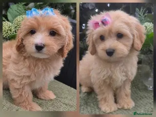 Maltipoo dogs Quality Toy Maltipoos Japan & USA CHAMPION lines - Advert 1