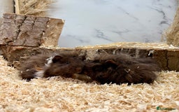 Guinea Pig rodents for sale: Multiple Baby Guinea Pigs for sale - Image 11