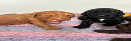 Cocker Spaniel dogs for sale: KC working cocker puppies 🖤girl & ❤️boy left - Advert 23