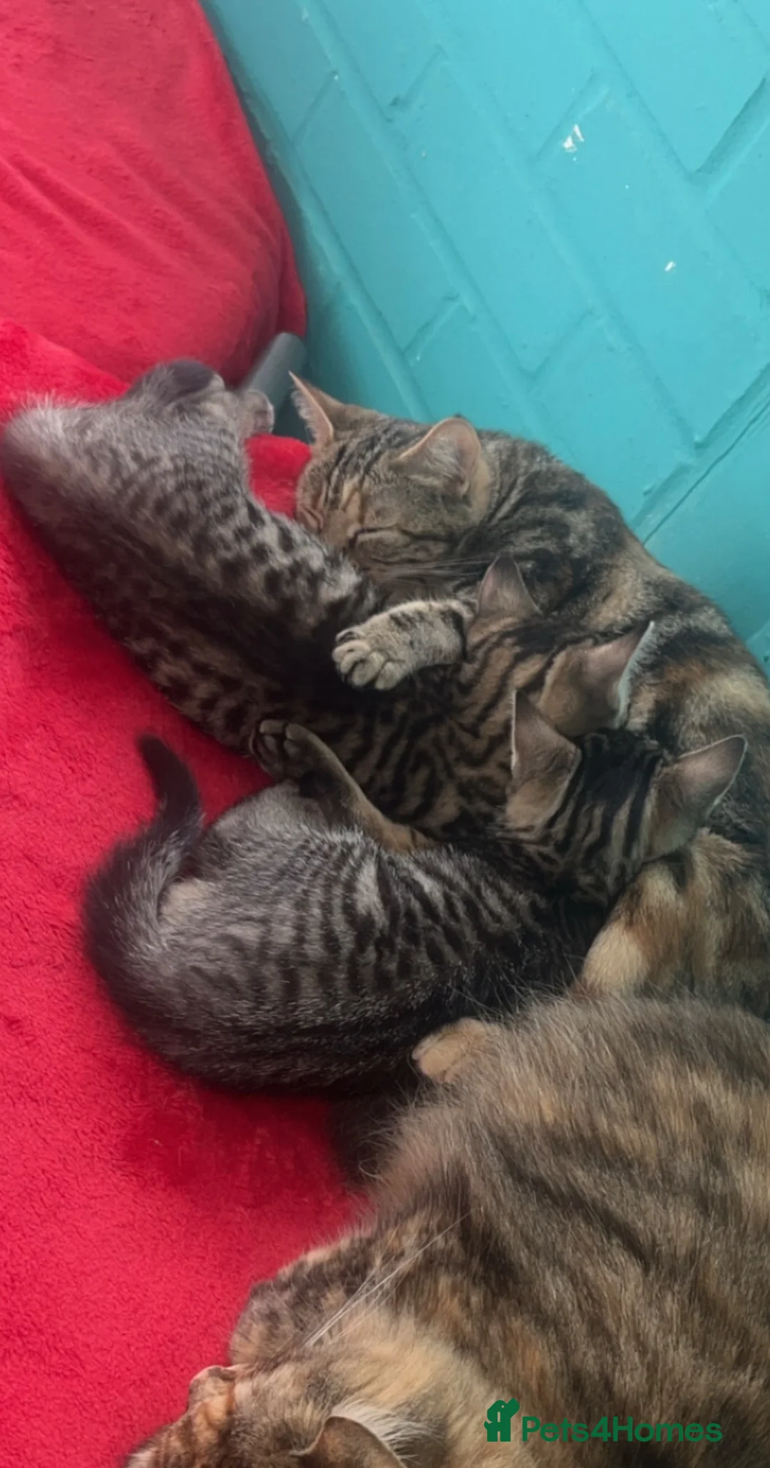 British Shorthair cats for sale: 2 male & 1 female kitten  - Advert 13