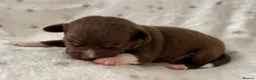 Chihuahua dogs for sale: Beautiful Chihuahua Puppies Raised in Loving Home - Advert 7