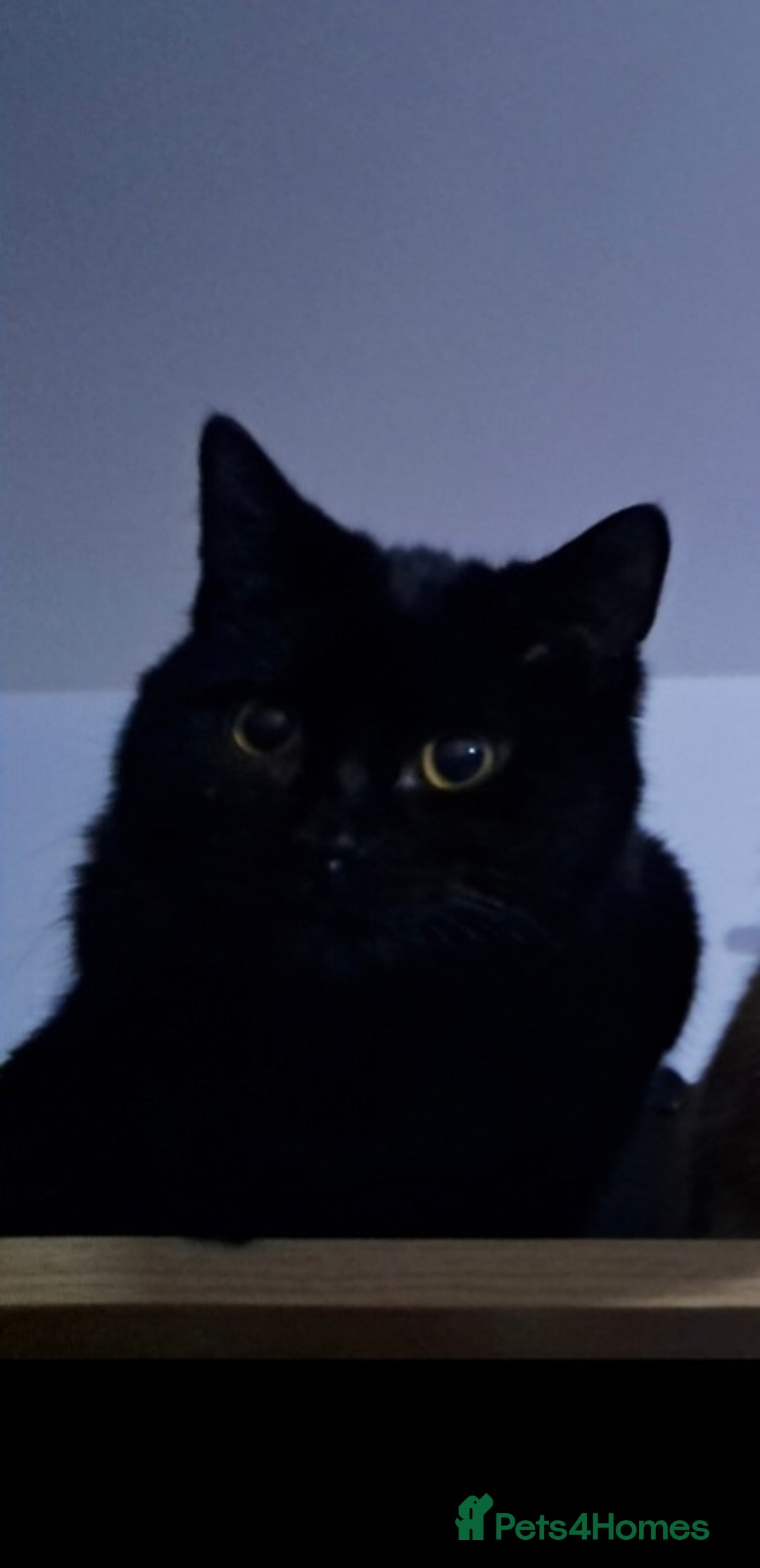 Mixed Breed cats for sale: Rehoming my cats  in Pevensey - Image 10