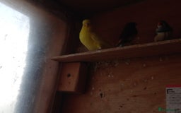 Budgerigars birds for sale: Beautiful baby budgies... - Image 6