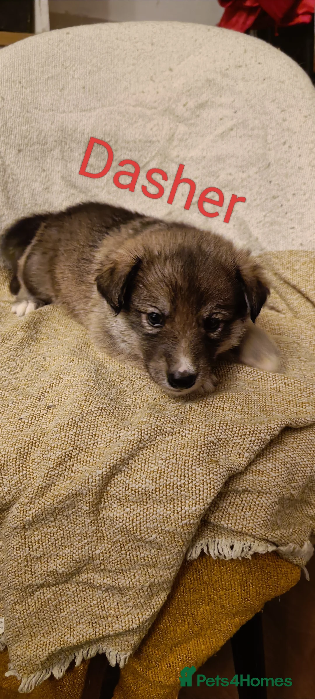 Shepsky dogs for sale: 9x Gorgeous Shepsky Puppies available 31/01 - Advert 22