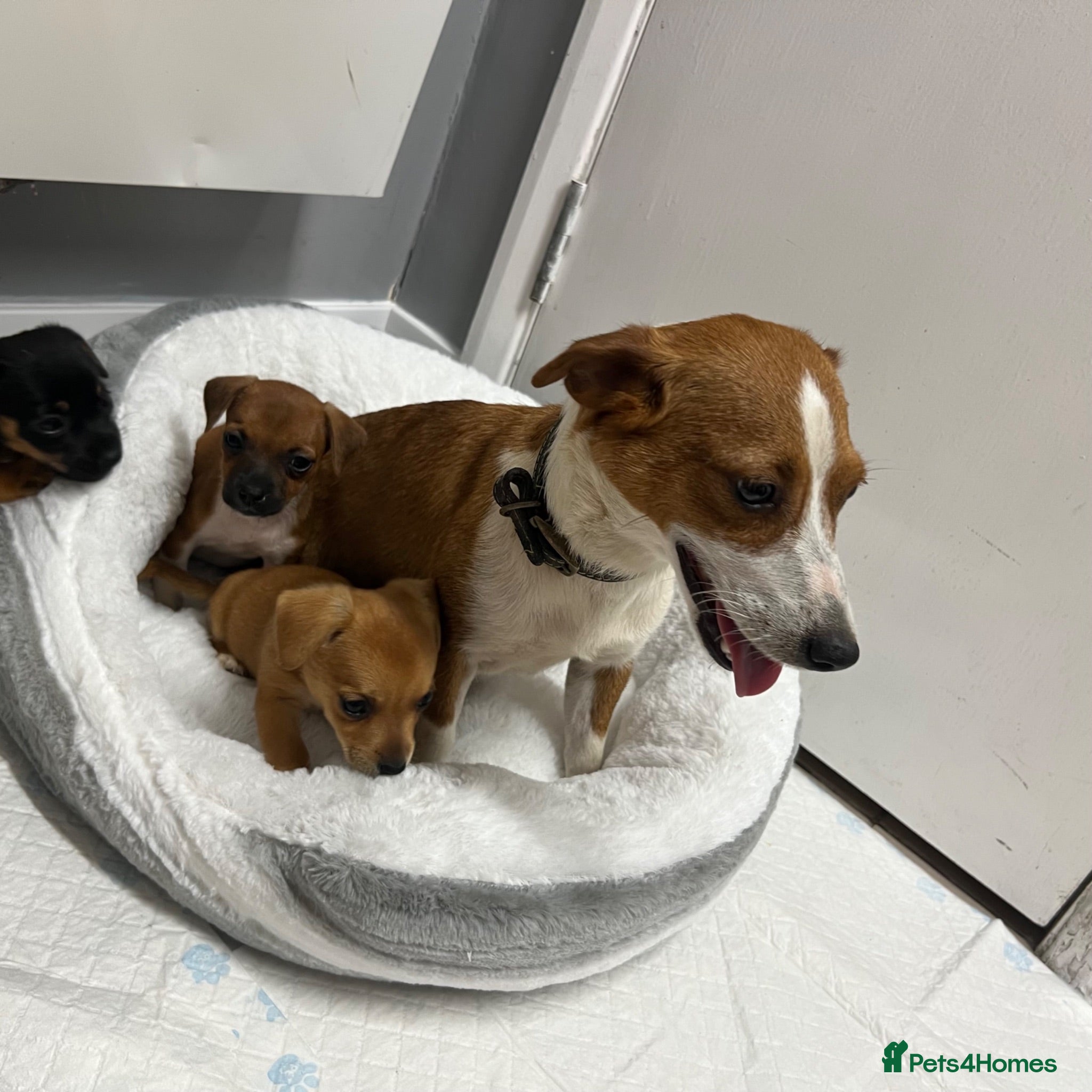 Jack Russell dogs 6 jack Russel puppies  - Advert 8