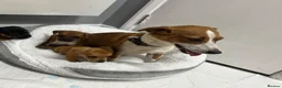 Jack Russell dogs for sale: 6 jack Russel puppies  - Advert 1