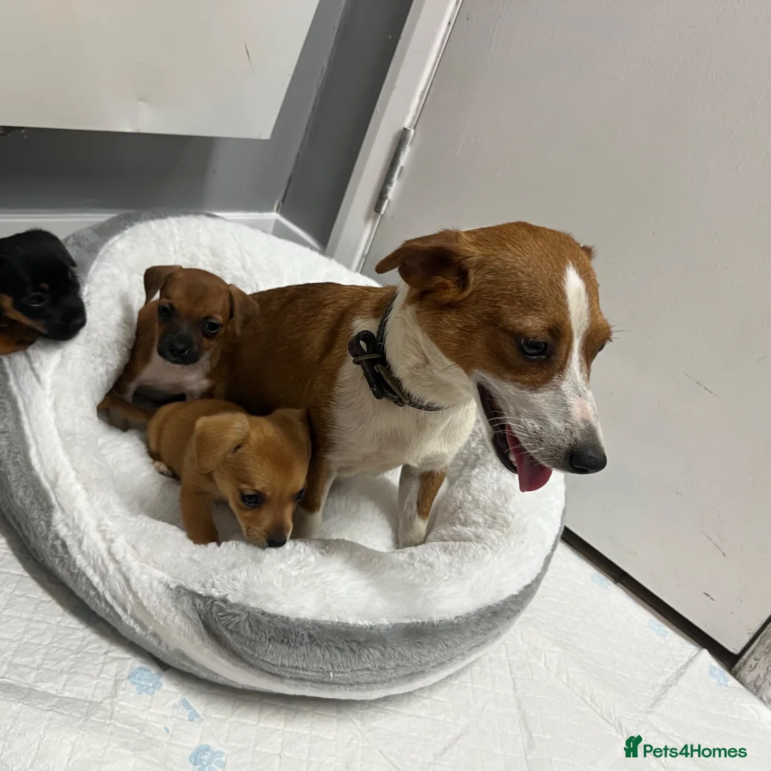 Jack Russell dogs for sale: 6 jack Russel puppies  - Advert 1