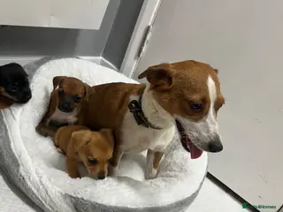 Jack Russell dogs 6 jack Russel puppies - Advert 16