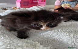 Ragdoll cats for sale: Half ragdoll kittens  - Image 8