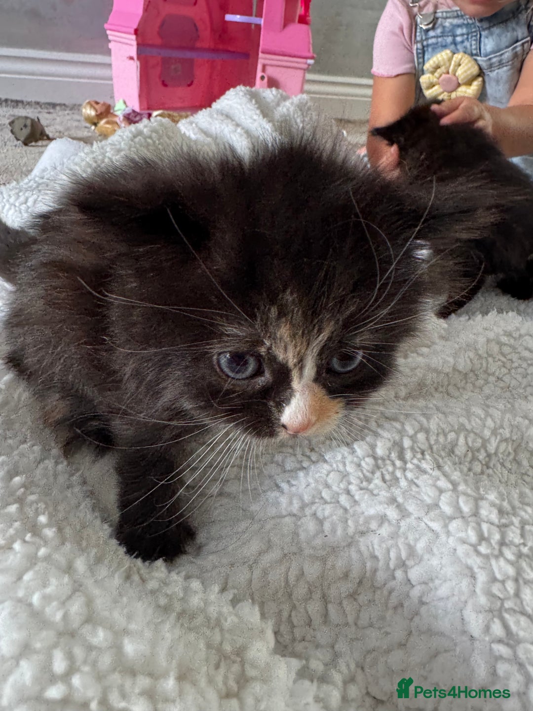 Ragdoll cats for sale: Half ragdoll kittens  - Image 8