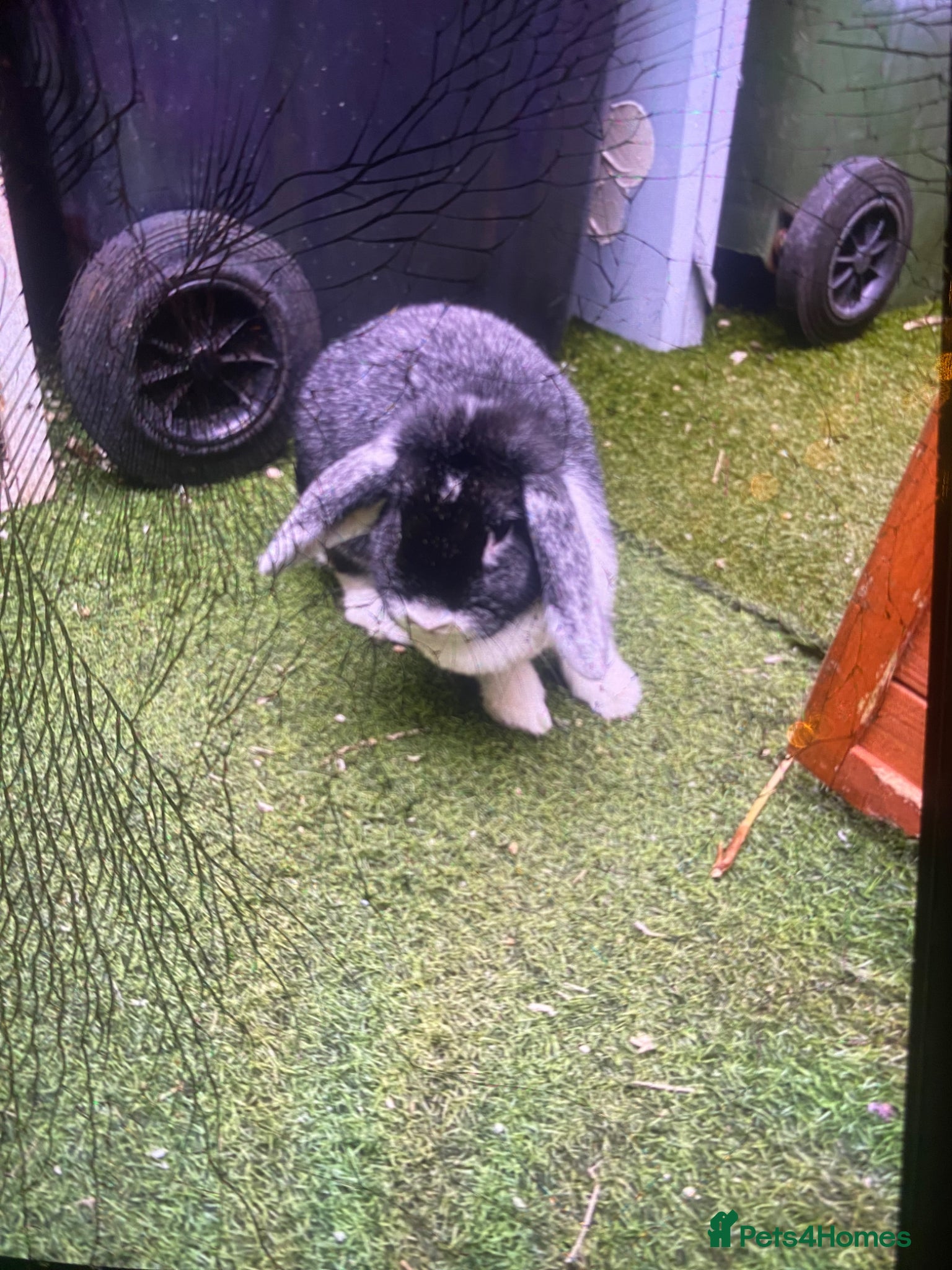 Mixed Breed rabbits Rabbits for sale  - Advert 3