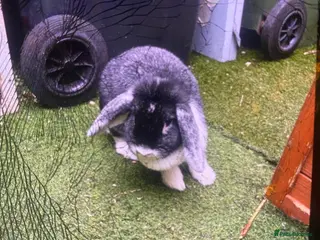 Mixed Breed rabbits Rabbits for sale - Advert 3