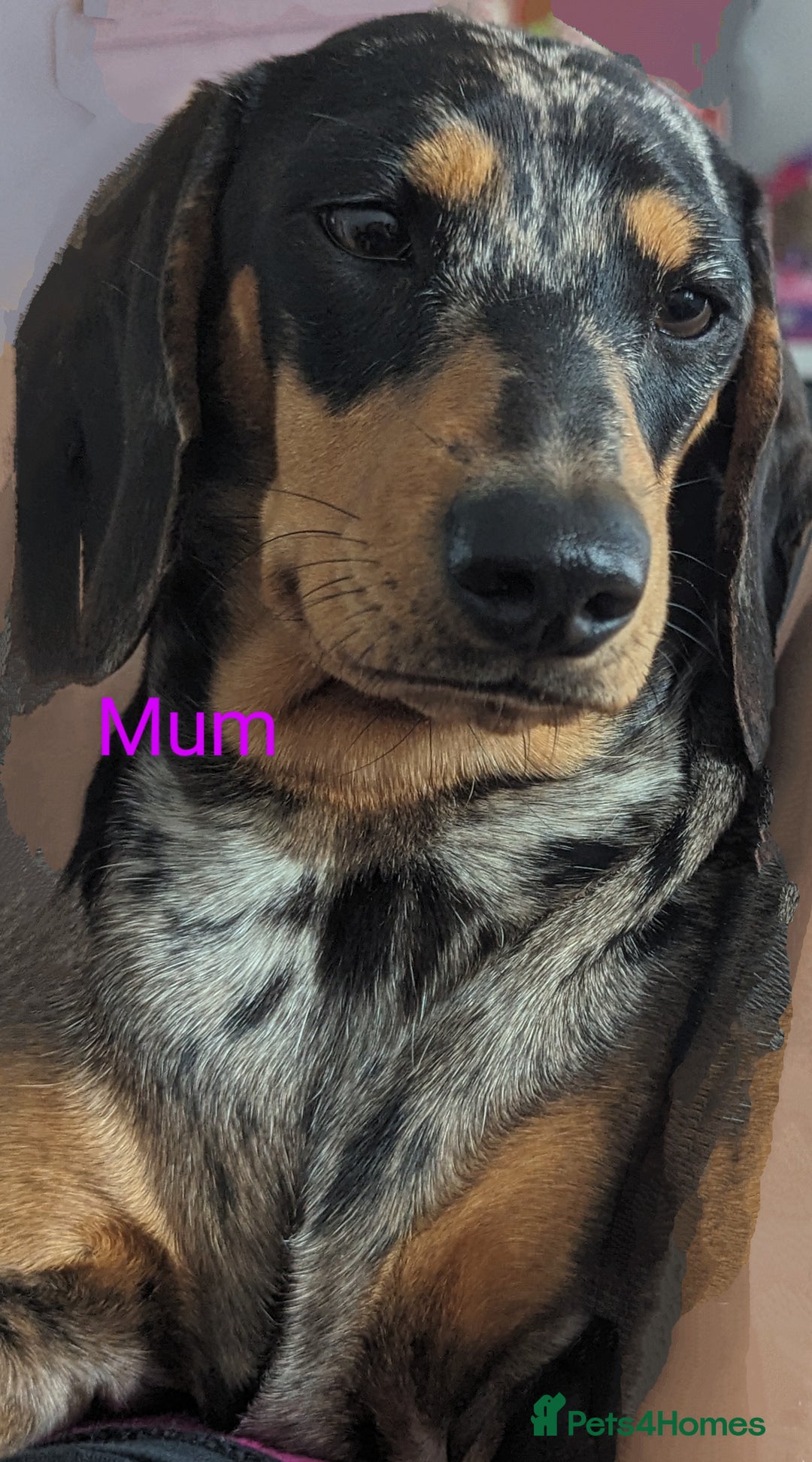 Mixed Breed dogs for sale: Shweenie puppies for sale - Image 7