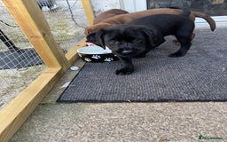 Labrador Retriever dogs for sale: Stunning KC chunky show type Labs (7 wks old) - Image 18
