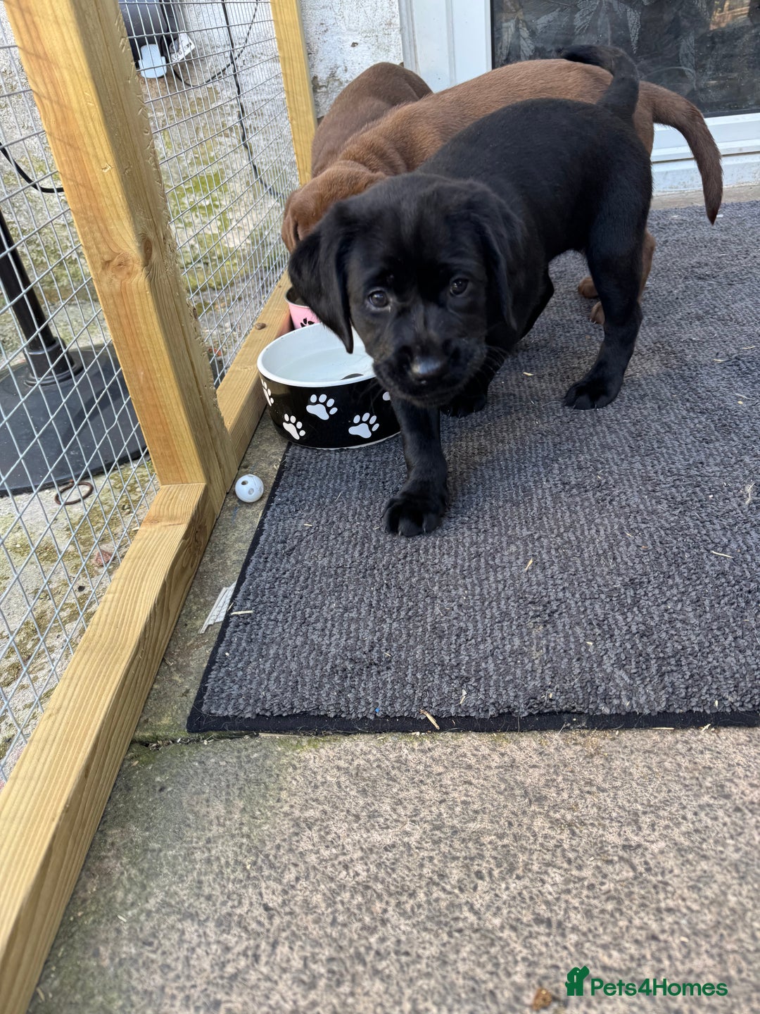 Labrador Retriever dogs for sale: Stunning KC chunky show type Labs (7 wks old) - Image 18