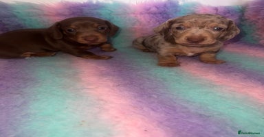 Miniature Dachshund dogs - Advert 2