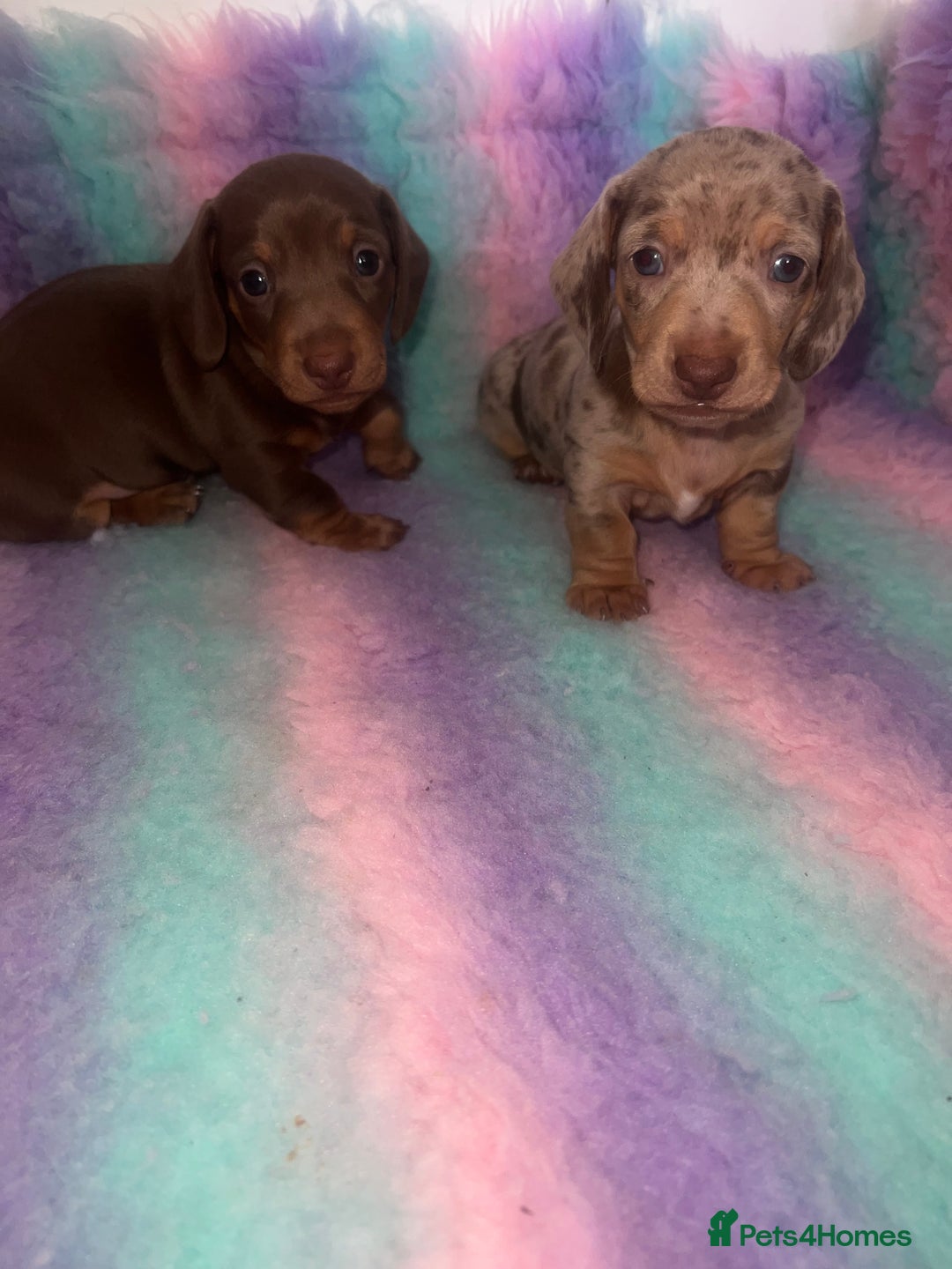 Miniature Dachshund dogs for sale: Last boy(Miniature Dachshunds)  - Image 3