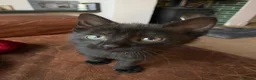 Mixed Breed cats for sale: Beautiful Kittens  - Advert 7