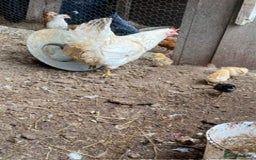 Chickens poultry for sale: 1 mother hen and 5 baby chicks  - Image 2