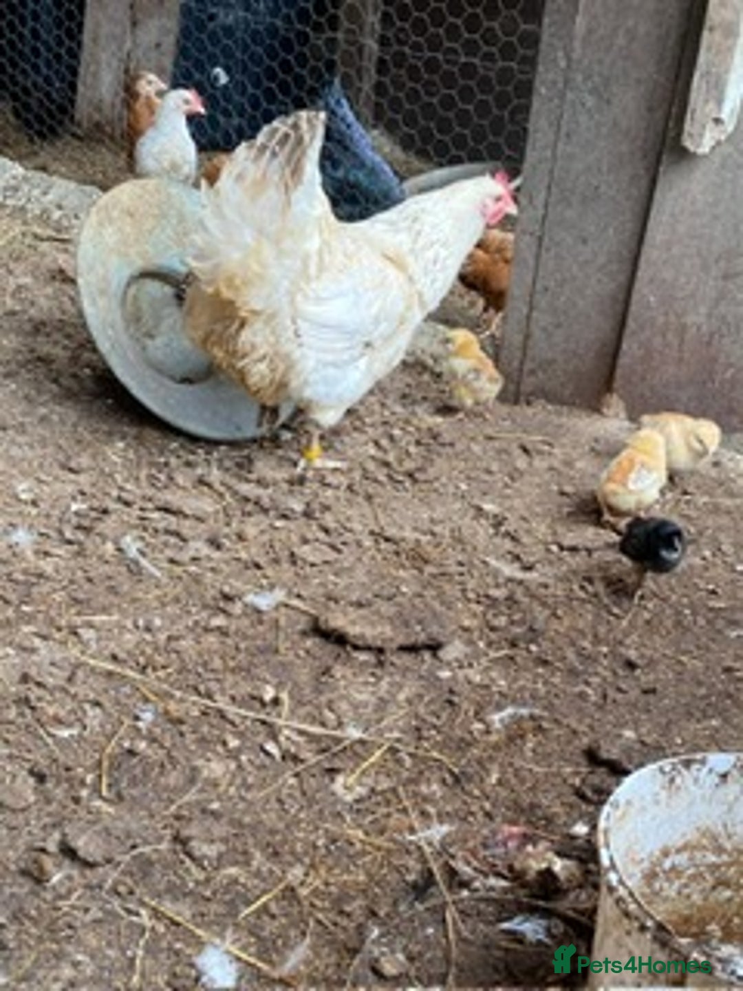 Chickens poultry for sale: 1 mother hen and 5 baby chicks  - Image 2