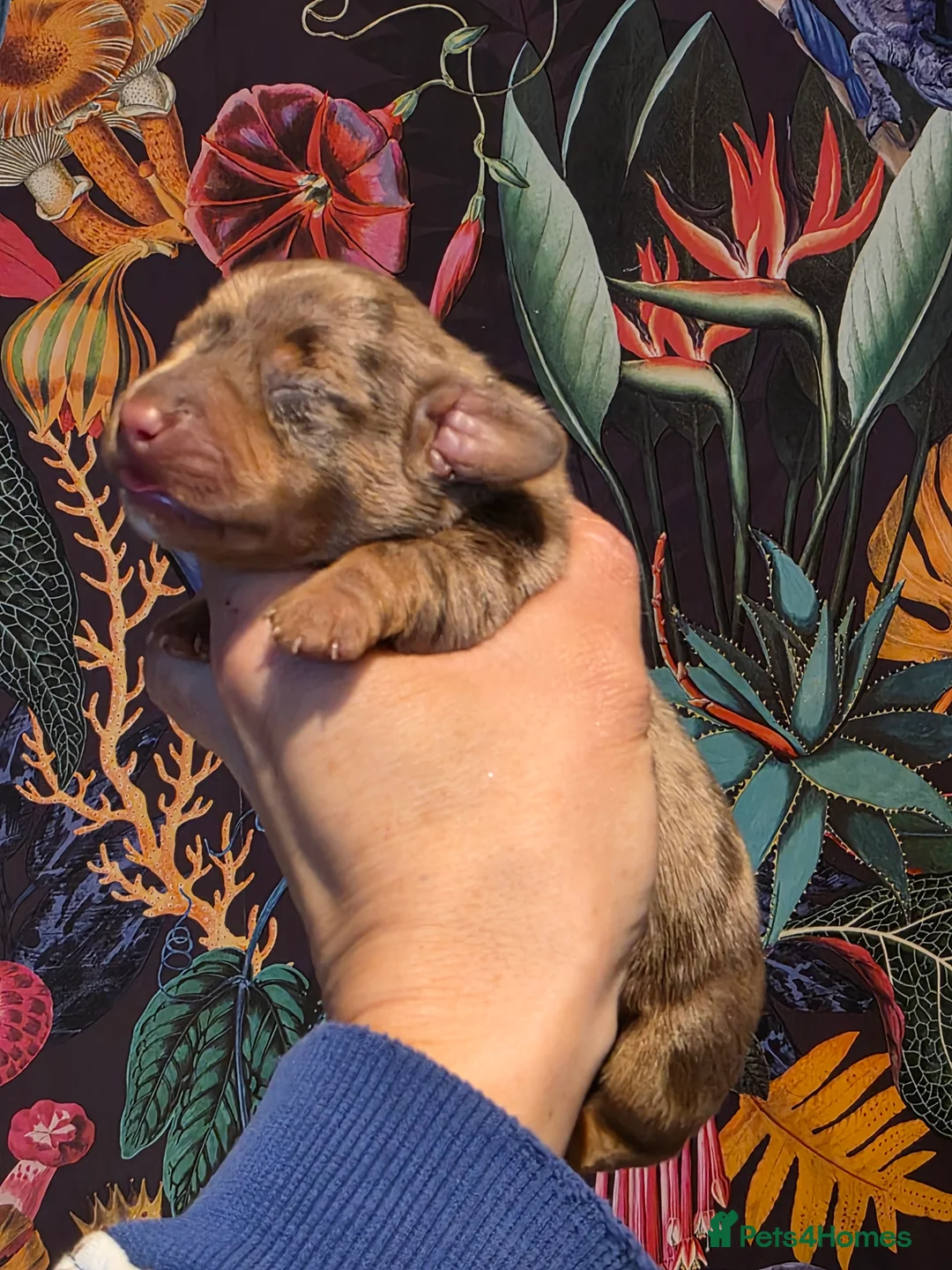 Miniature Dachshund dogs for sale: Miniature Dachshund  - Advert 27