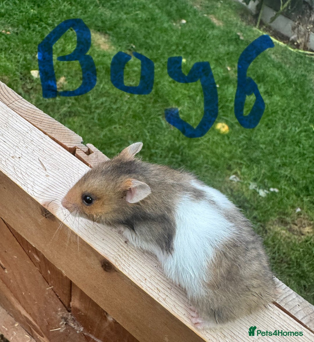 Hamster rodents for sale: Baby syrian hamsters males and females - Image 12