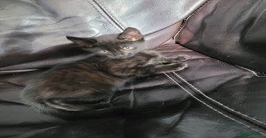 British Shorthair cats - Advert 5