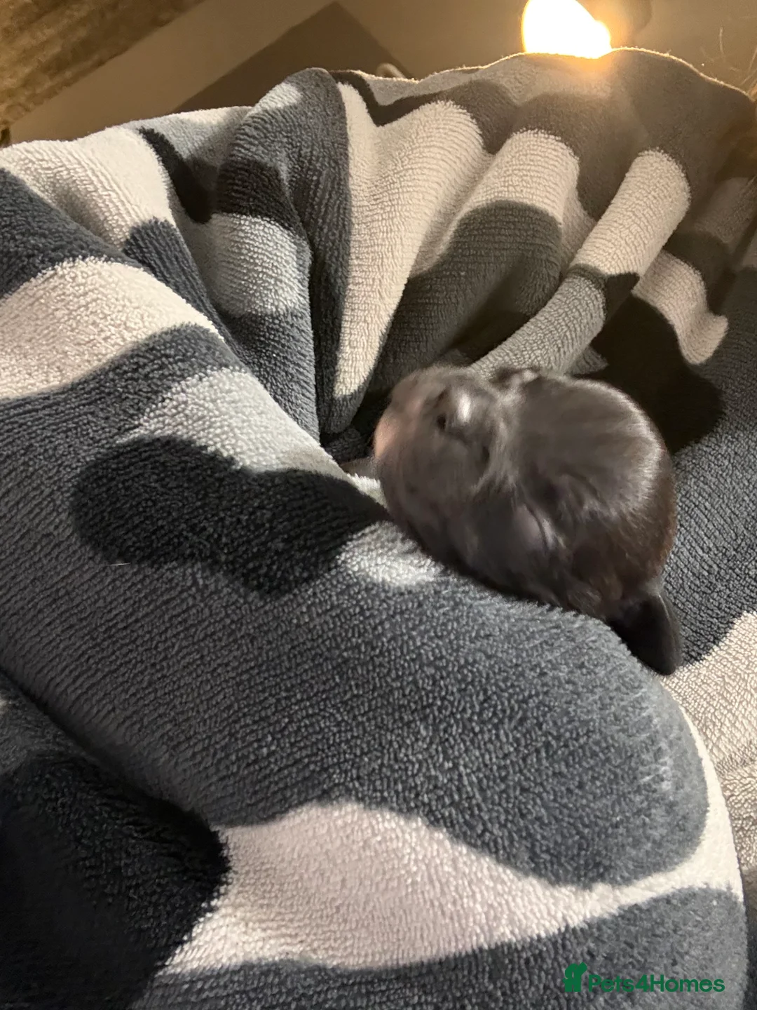 Staffordshire Bull Terrier dogs for sale: 4 black and brindle Staffordshire bull terriers - Advert 2